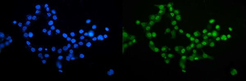 CDC27 Rabbit Polyclonal Antibody
