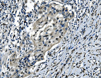 CDC27 Rabbit Polyclonal Antibody