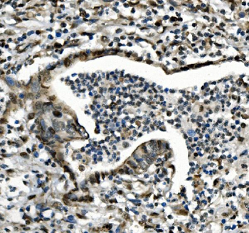 CDC27 Rabbit Polyclonal Antibody