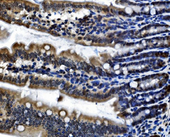 CDC27 Rabbit Polyclonal Antibody