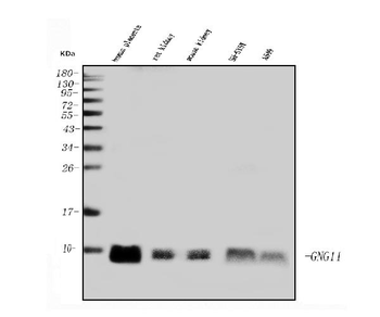 GNG11 Rabbit Polyclonal Antibody