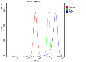 GNG11 Rabbit Polyclonal Antibody