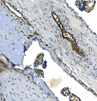 GNG11 Rabbit Polyclonal Antibody