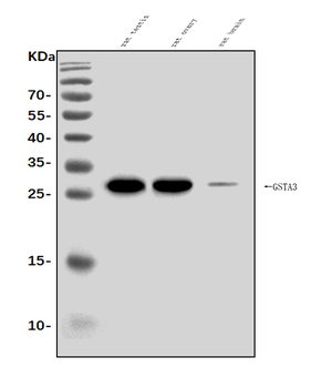 Gsta3 Rabbit Polyclonal Antibody