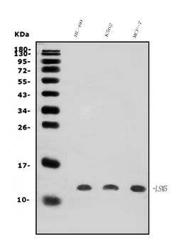 LSM5 Rabbit Polyclonal Antibody