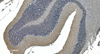 LSM7 Rabbit Polyclonal Antibody