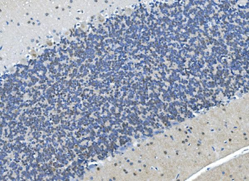 LSM7 Rabbit Polyclonal Antibody