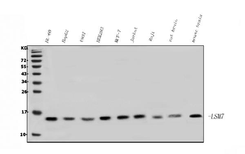 LSM7 Rabbit Polyclonal Antibody