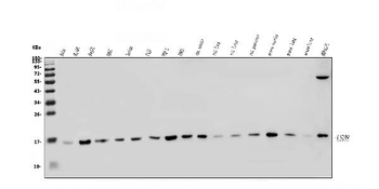 LSM8 Rabbit Polyclonal Antibody