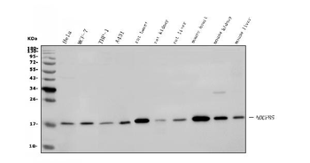 NDUFB5 Rabbit Polyclonal Antibody