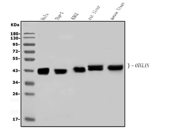 OTULIN Rabbit Polyclonal Antibody