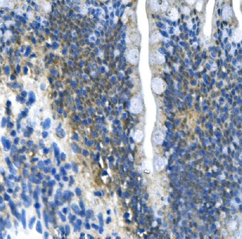 PAR4/Pawr Rabbit Polyclonal Antibody