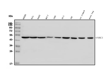 TBP-1/PSMC3/TBP Rabbit Polyclonal Antibody