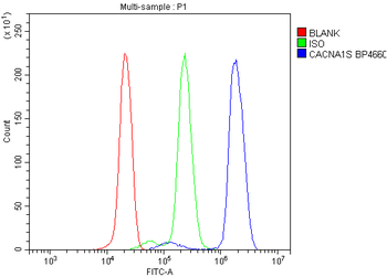 CACNA1S Rabbit Polyclonal Antibody