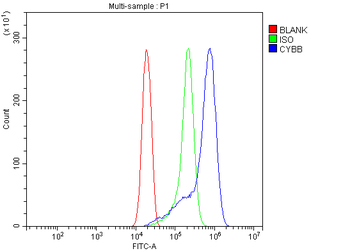 NOX2/gp91phox/CYBB Rabbit Polyclonal Antibody