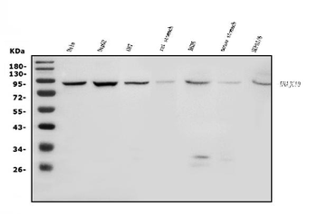 DNAJC10 Rabbit Polyclonal Antibody