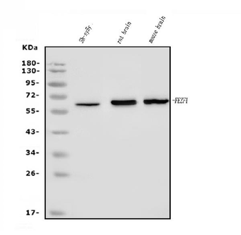 FEZF1 Rabbit Polyclonal Antibody