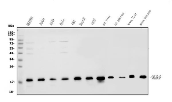 GABARAP Rabbit Polyclonal Antibody