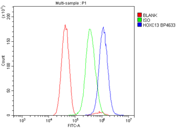 HOXC13 Rabbit Polyclonal Antibody