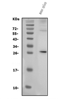 IL3 Rabbit Polyclonal Antibody