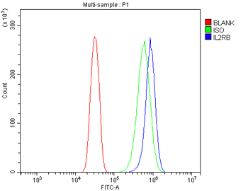 IL2 Receptor beta/p75/IL2RB Rabbit Polyclonal Antibody