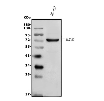 IL23 Receptor/IL23R Rabbit Polyclonal Antibody