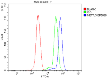 METTL3 Rabbit Polyclonal Antibody