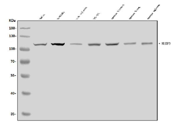 CIAS1/NALP3/NLRP3 Rabbit Polyclonal Antibody
