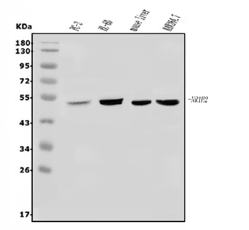 LXR beta/NER/NR1H2 Rabbit Polyclonal Antibody