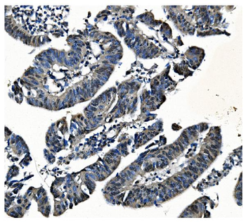 PCBP1 Rabbit Polyclonal Antibody