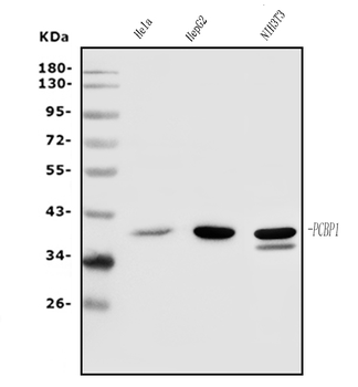 PCBP1 Rabbit Polyclonal Antibody