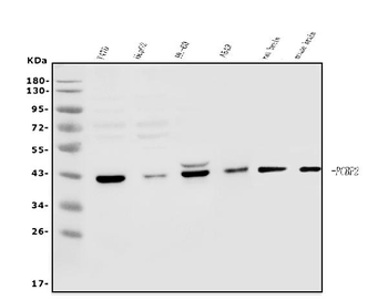PCBP2/hnRNP E2 Rabbit Polyclonal Antibody