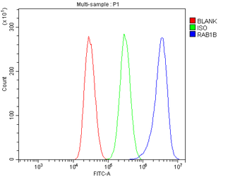 RAB1B Rabbit Polyclonal Antibody