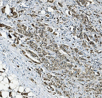 RAB1B Rabbit Polyclonal Antibody