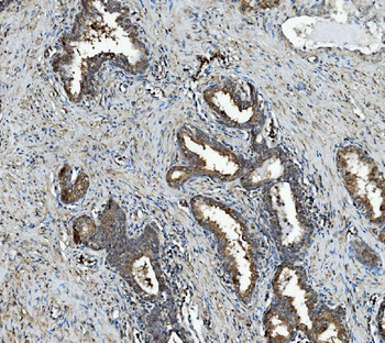 RAB1B Rabbit Polyclonal Antibody