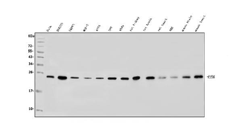 RAB1B Rabbit Polyclonal Antibody