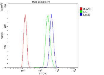 SPAK/STK39 Rabbit Polyclonal Antibody