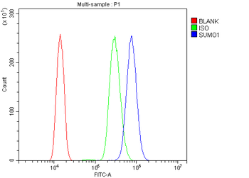 Sumo 1/SUMO1 Rabbit Polyclonal Antibody
