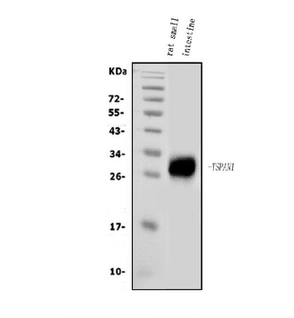 Tspan1 Rabbit Polyclonal Antibody