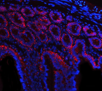 Tspan-8/Tspan8 Rabbit Polyclonal Antibody