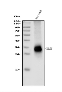 Tspan-8/Tspan8 Rabbit Polyclonal Antibody