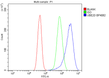 UBE2D1/2/3/4 Rabbit Polyclonal Antibody