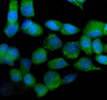 IDH2 Mouse Monoclonal Antibody
