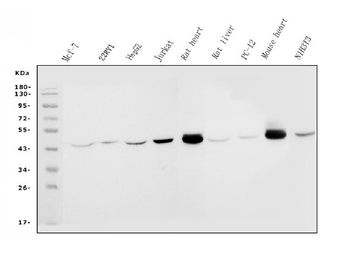 IDH2 Mouse Monoclonal Antibody