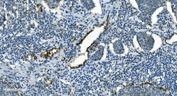 IDH2 Mouse Monoclonal Antibody