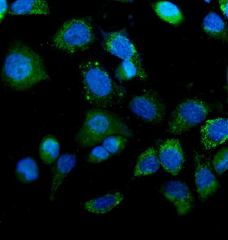 IDH2 Mouse Monoclonal Antibody