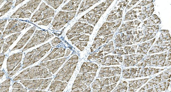 IDH2 Mouse Monoclonal Antibody