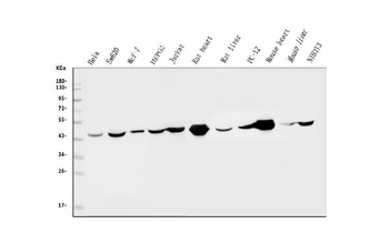 IDH2 Mouse Monoclonal Antibody