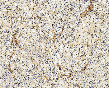 Filamin A/FLNA Mouse Monoclonal Antibody