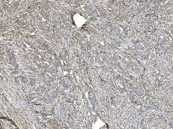 Filamin A/FLNA Mouse Monoclonal Antibody